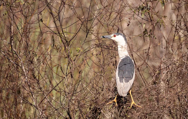 Nycticorax Nycticorax shorebird czarny ukoronowany Ślepowron — Zdjęcie stockowe