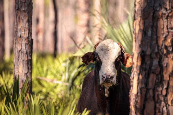 Un troupeau de bovins traverse un marais en Louisiane — Photo