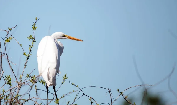 Gran ave garceta, Ardea alba, en un pantano —  Fotos de Stock