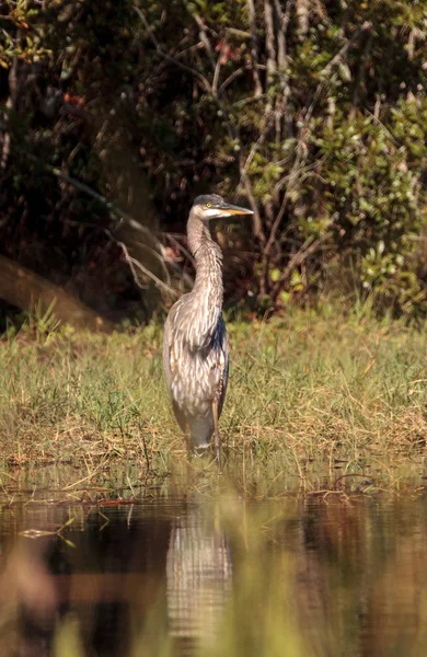 Μεγάλος μπλε ερωδιός πουλί, Ardea Ηρωδιάς, στην άγρια φύση — Φωτογραφία Αρχείου