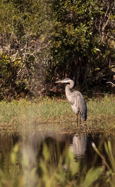 Μεγάλος μπλε ερωδιός πουλί, Ardea Ηρωδιάς, στην άγρια φύση — Φωτογραφία Αρχείου