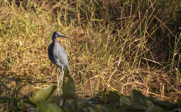 Kleiner blauer Reiher-Vogel egretta caerulea — Stockfoto