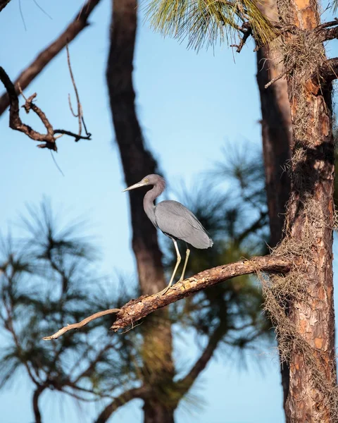 Kleiner blauer Reiher-Vogel egretta caerulea — Stockfoto