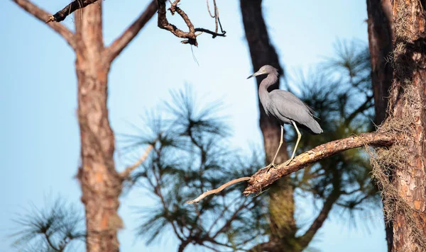 Pequena garça azul pássaro Egretta caerulea — Fotografia de Stock
