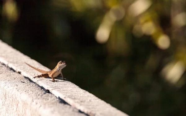 Anola cubana marrón Anolis sagrei se posa en una cerca — Foto de Stock