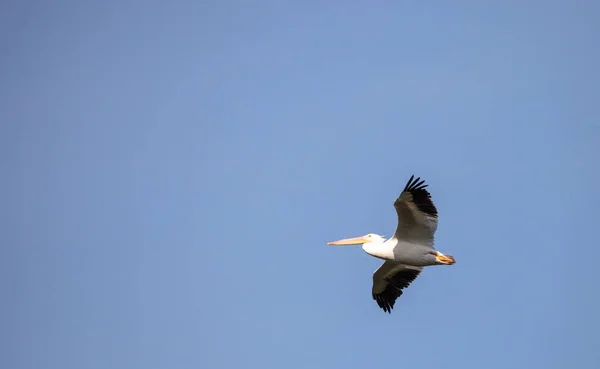 Volando pelícano blanco americano Pelecanus erythrorhynchos — Foto de Stock