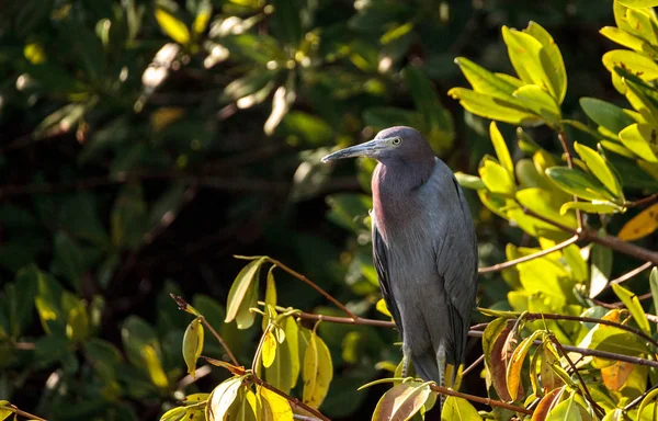 Czapla śniada Egretta caerulea ukrywa się w zaroślach — Zdjęcie stockowe