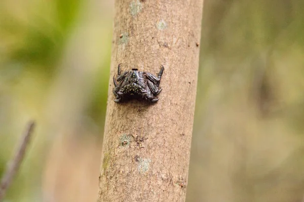 Mangrove Tree Crab Aratus pisonii line the trees — Stock Photo, Image