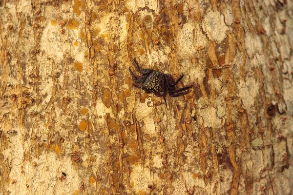Mangrove Tree Crab Aratus pisonii linia copacilor — Fotografie, imagine de stoc