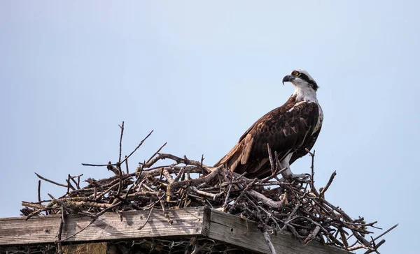 Fischadler-Vogel Pandion haliaetus hockt in seinem Nest — Stockfoto