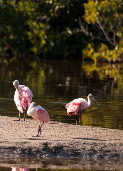 Rosado espátula shorebird Platalea ajaja — Foto de Stock