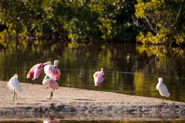 Rosado espátula shorebird Platalea ajaja — Foto de Stock