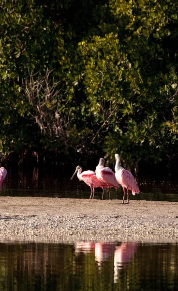 Roseate spoonbill shorebird Platalea ajaja — Stock Photo, Image