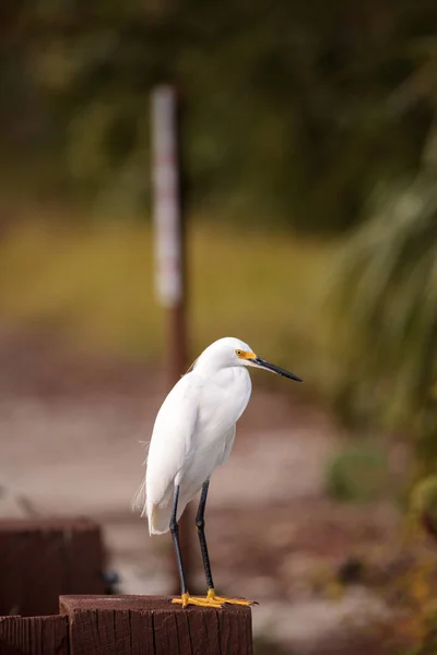 Egret nevado Egretta thula poleiros em um post — Fotografia de Stock