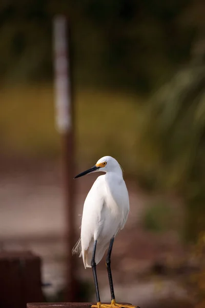 Egret nevado Egretta thula poleiros em um post — Fotografia de Stock