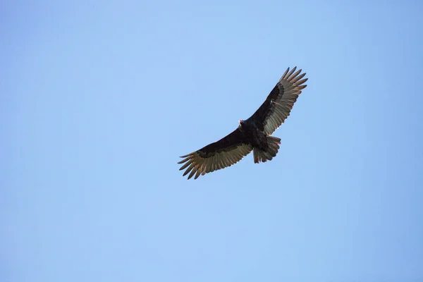 Truthahngeier cathartes aura kreist hoch über einem Sumpfgebiet — Stockfoto