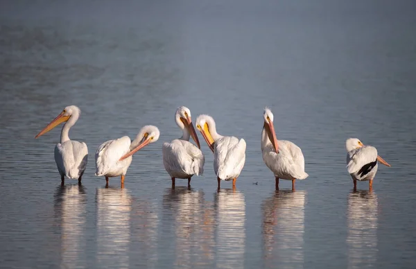 Pelikán severoamerický Pelecanus erythrorhynchos — Stock fotografie