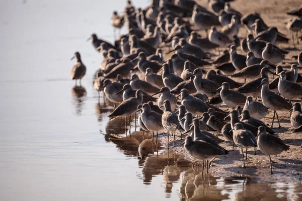 Rebanho de aves costeiras de Willet Tringa semipalmata — Fotografia de Stock