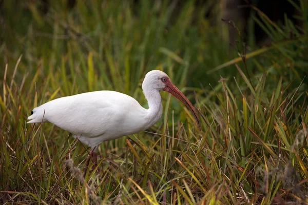 Американский белый ибис Eudocimus albus кормов для пищи — стоковое фото