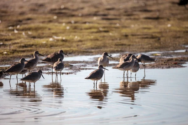 Kudde van Willet shorebirds Tringa semipalmata — Stockfoto