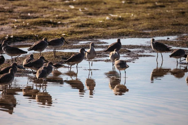 Flock of Willet shorebirds Tringa semipalmata — Stock Photo, Image