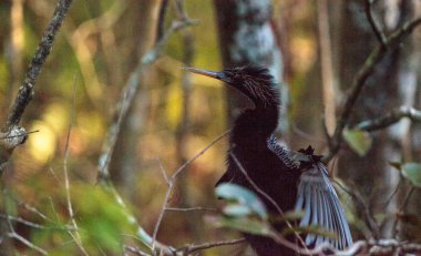 Yılanboyungiller Yılanboyungiller denilen kadın Yılanboyungiller kuş