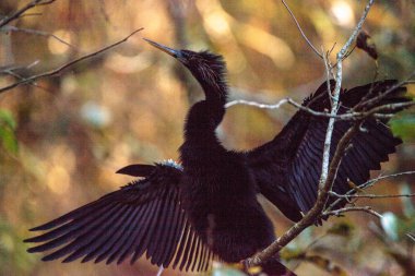 Yılanboyungiller Yılanboyungiller denilen kadın Yılanboyungiller kuş