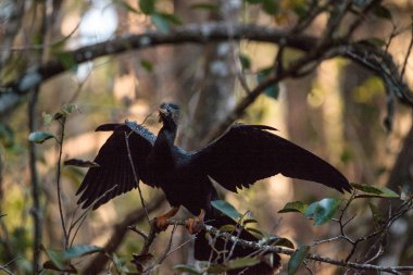 Yılanboyungiller Yılanboyungiller denilen kadın Yılanboyungiller kuş