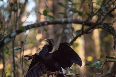 Yılanboyungiller Yılanboyungiller denilen kadın Yılanboyungiller kuş