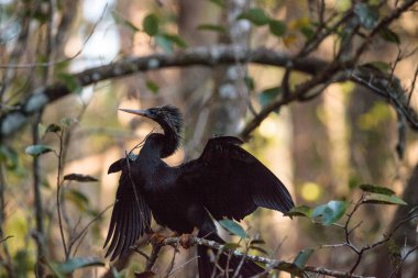 Yılanboyungiller Yılanboyungiller denilen kadın Yılanboyungiller kuş