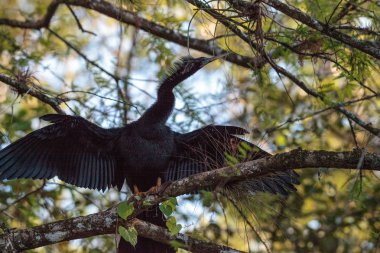 Yılanboyungiller Yılanboyungiller denilen kadın Yılanboyungiller kuş