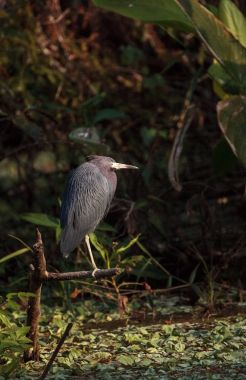 Küçük mavi balıkçıl kuş Egretta caerulea