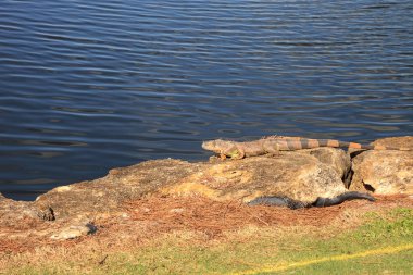 Bilimsel olarak Iguana iguana olarak adlandırılan yeşil iguana