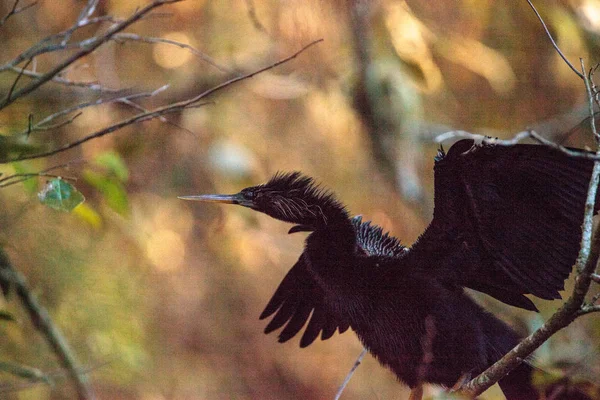Жіночий Anhinga птах називається Anhinga anhinga — стокове фото