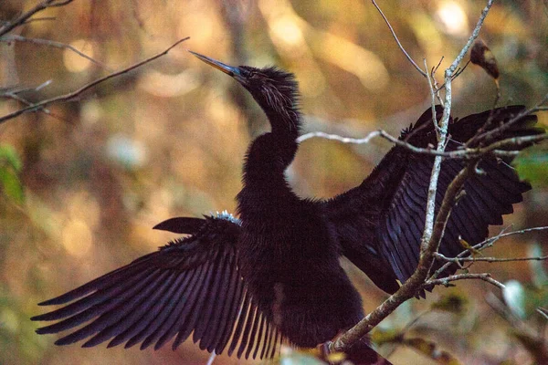 Yılanboyungiller Yılanboyungiller denilen kadın Yılanboyungiller kuş