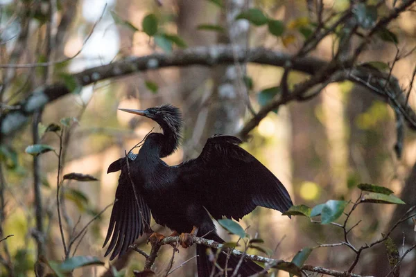 Yılanboyungiller Yılanboyungiller denilen kadın Yılanboyungiller kuş
