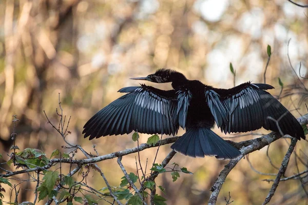 Жіночий Anhinga птах називається Anhinga anhinga — стокове фото