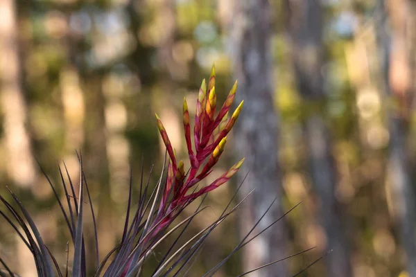 Bromeliad Flores de Tillandsia florecen en el lado de un ciprés — Foto de Stock