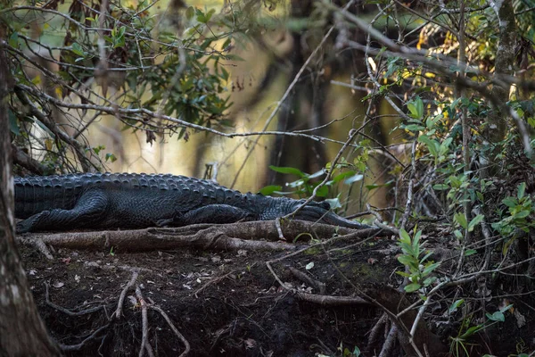 Amerikaanse alligator Alligator mississippiensis zonnen zelf — Stockfoto