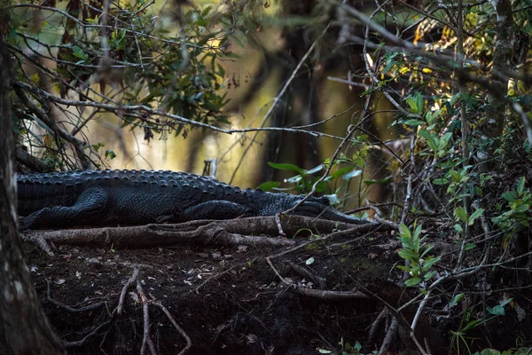 Amerikaanse alligator Alligator mississippiensis zonnen zelf — Stockfoto