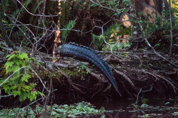 Amerikanischer Alligator mississippiensis sonnt sich selbst — Stockfoto