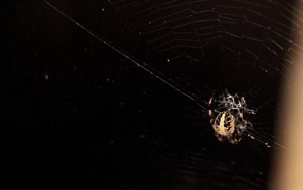 Aranha Argiope preta e amarela Argiope aurantia — Fotografia de Stock