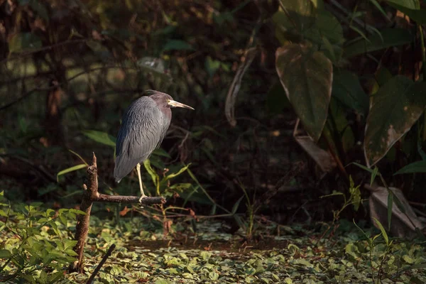 Czapla śniada ptak Egretta caerulea — Zdjęcie stockowe