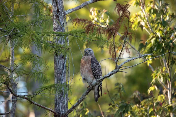 Halcón de hombros rojos Buteo lineatus caza presas — Foto de Stock