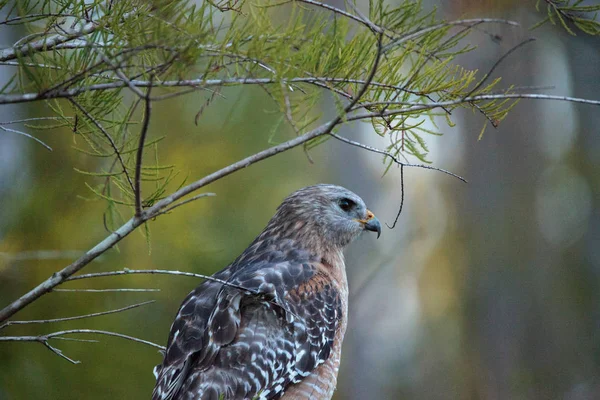 Halcón de hombros rojos Buteo lineatus caza presas — Foto de Stock