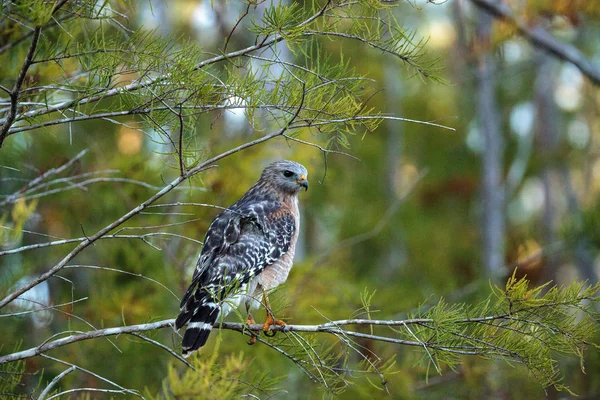 Red shouldered Hawk Buteo lineatus hunts for prey — Stock Photo, Image