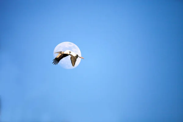 Cerca de una luna llena como una cigüeña de madera Mycteria Americana vuela — Foto de Stock