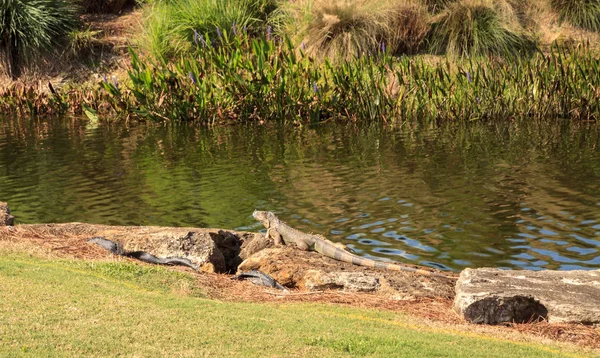 Leguán zelený, vědecky nazývá Iguana iguana — Stock fotografie