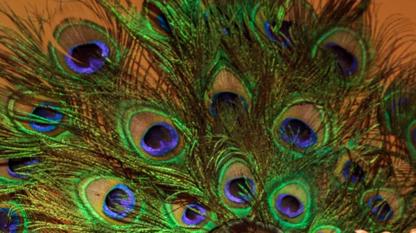 Pulverizador de penas de pavão verdes e azuis — Fotografia de Stock