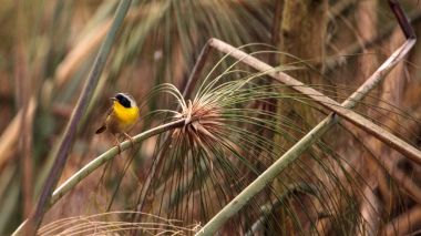 Ortak yellowthroat ötleğen Geothlypis trichas